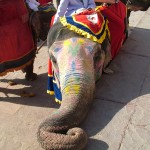 I'm a pretty elephant I'm a pretty elephant
