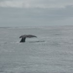 Sperm Whale