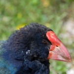 Takahe