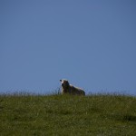 A lonely sheep